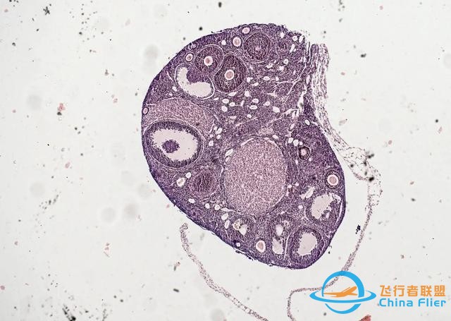 CRS-29空間站任務(wù)簡介：激光通信、研究大氣重力波和太空生物科學(xué)-745