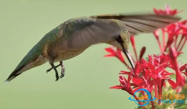 少年科學粉每日一題｜翱翔、滑翔、鼓翼……鳥兒飛行方式這么多？-1171
