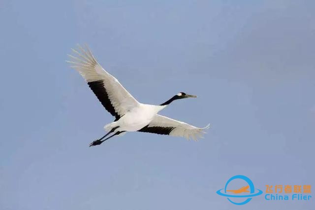 少年科學粉每日一題｜翱翔、滑翔、鼓翼……鳥兒飛行方式這么多？-2518